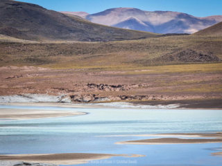 Bonelli, Altiplano, Atacama Bonelli, Altiplano, Atacama