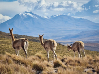 Bonelli, Vicunas, Atacama Bonelli, Vicunas, Atacama