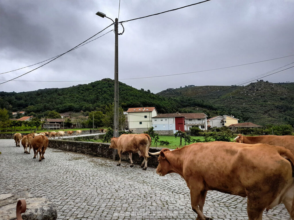 Riquito Barroso Cows-Walking